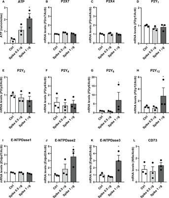 SARS-CoV-2 Spike protein alters microglial purinergic signaling